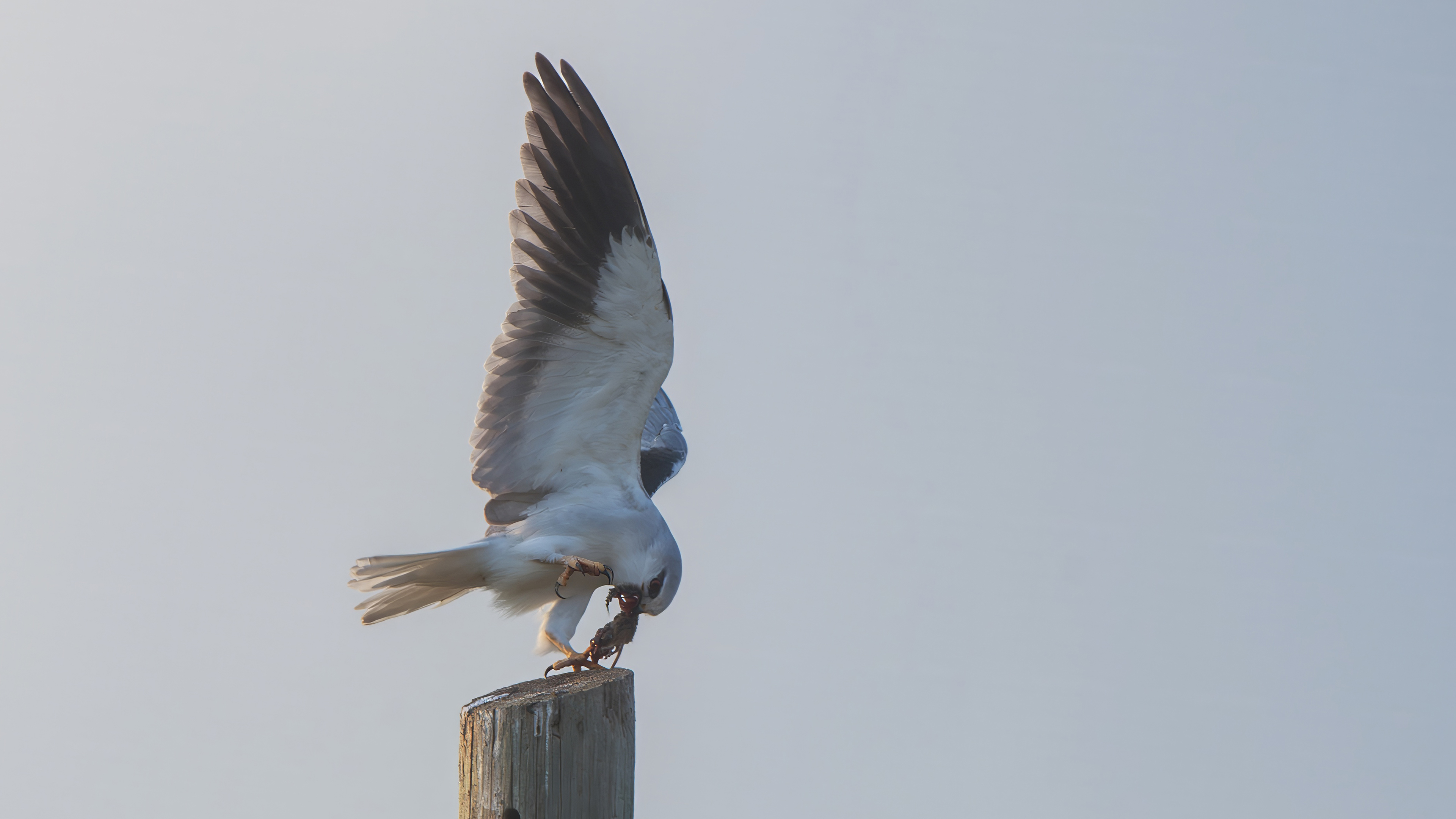 Black-winged Kite